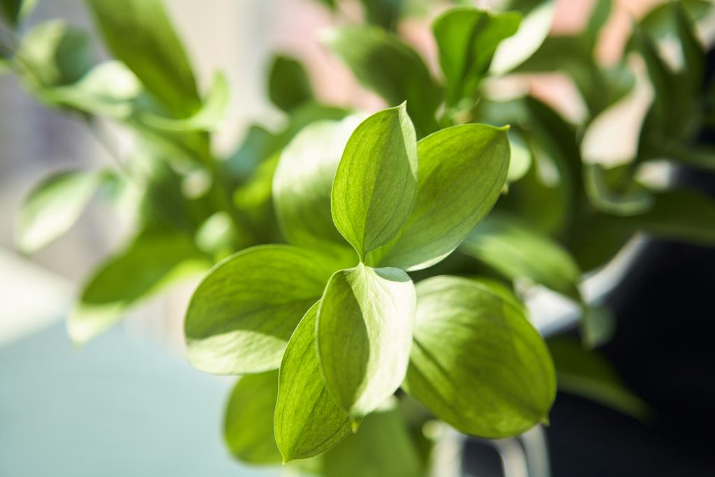 close-up van groene plant met verse bladeren  - Foto, afbeelding