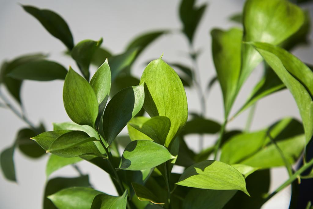 selective focus of fresh green leaves at home - Photo, Image