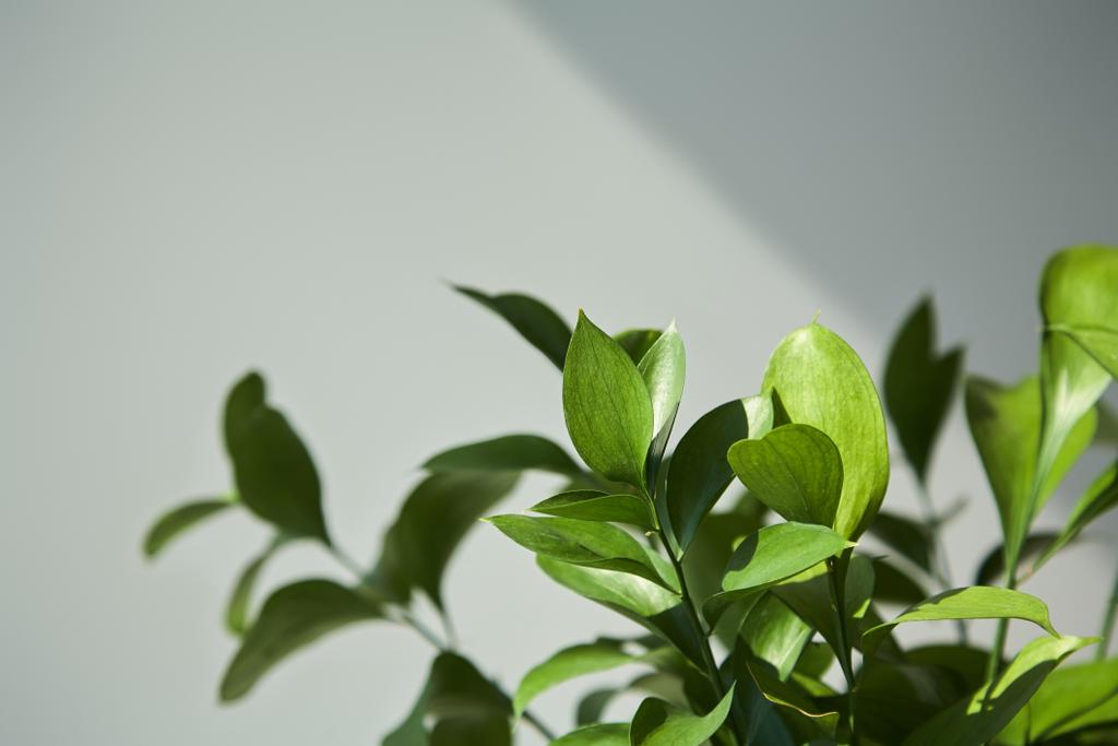 селективный фокус свежих листьев дома
 - Фото, изображение