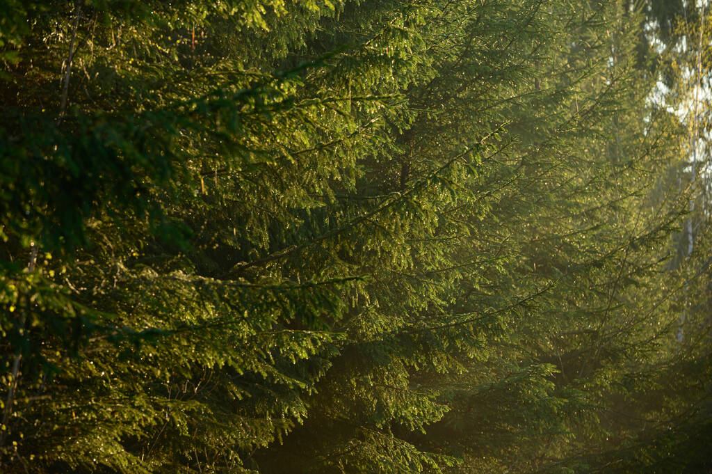 日の出の間の春の森、枝や葉の質感の詳細を閉じる - 写真・画像