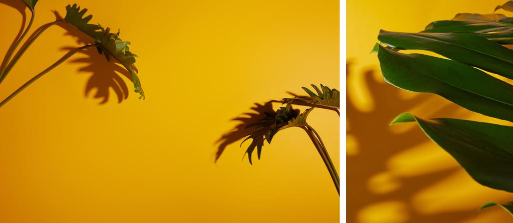 koláž tropických zelených listů na žlutém pozadí se stínem - Fotografie, Obrázek