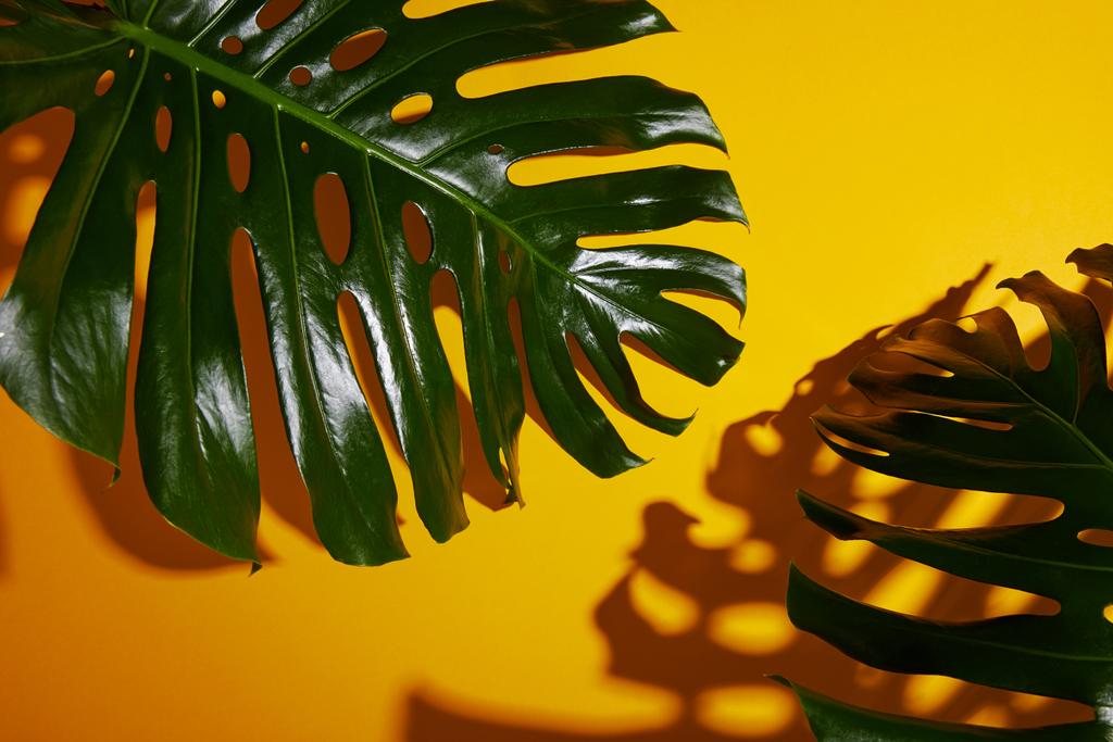 vrchní pohled na tropické zelené listy na žlutém pozadí se stínem - Fotografie, Obrázek