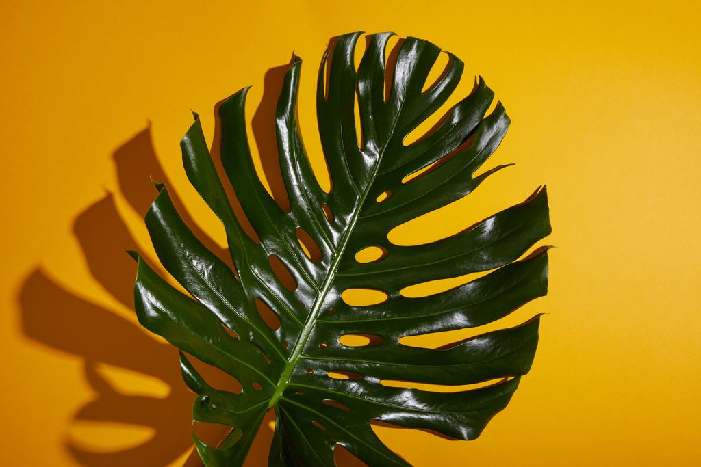 Draufsicht auf tropisches grünes Blatt auf gelbem Hintergrund mit Schatten - Foto, Bild