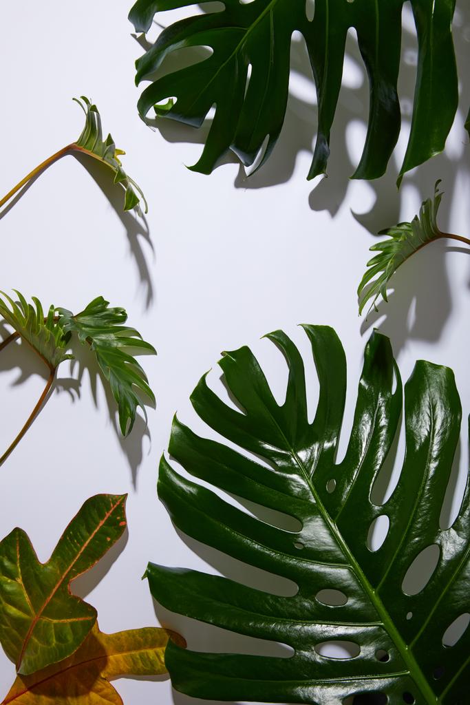 fris tropisch groen blad op witte achtergrond met schaduw - Foto, afbeelding