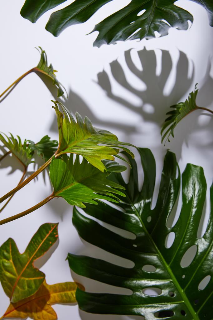свежие тропические зеленые листья на белом фоне с тенью
 - Фото, изображение