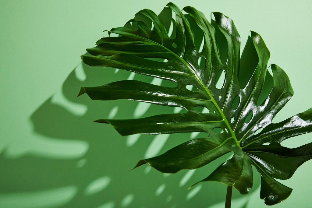 fresh tropical leaf on green background with shadow - Photo, Image