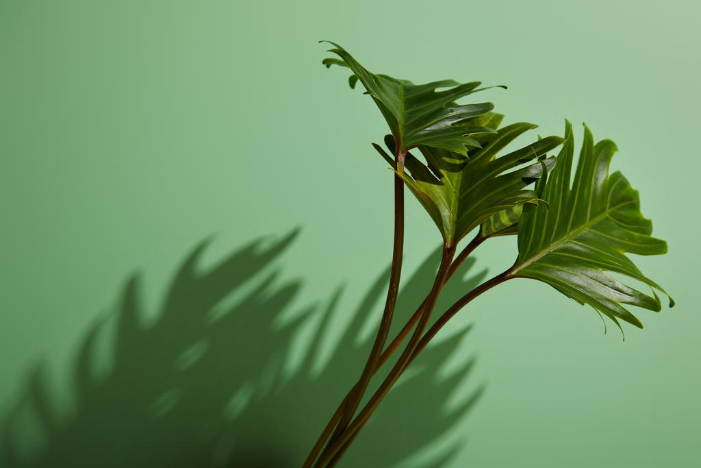 frische tropische grüne Blätter auf grünem Hintergrund mit Schatten - Foto, Bild