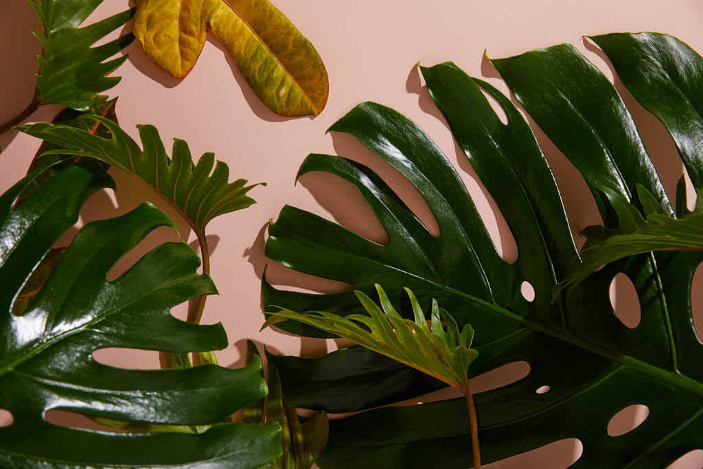 fresh tropical green leaves on pink background - Photo, Image