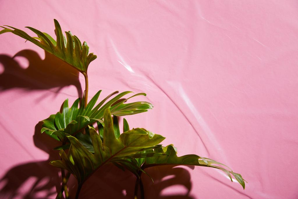 вид зверху на свіже тропічне зелене листя на рожевому пластиковому фоні
 - Фото, зображення
