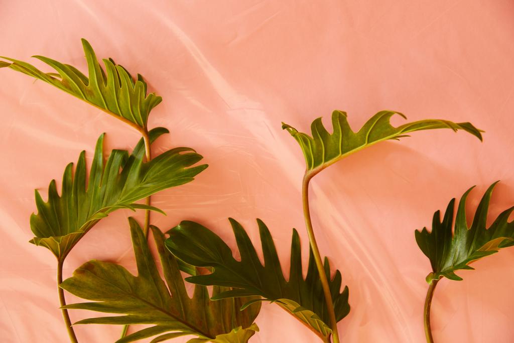 vista superior de hojas verdes tropicales frescas sobre fondo plástico naranja
 - Foto, imagen