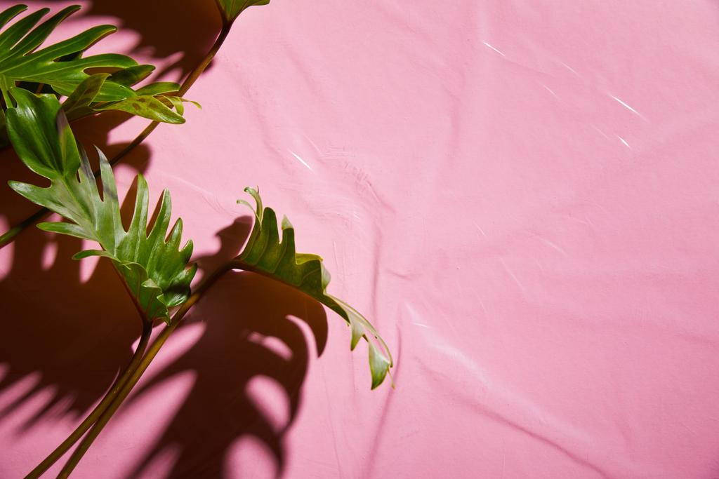 πάνω όψη των νωπών τροπικών πράσινων φύλλων σε ροζ πλαστικό φόντο - Φωτογραφία, εικόνα