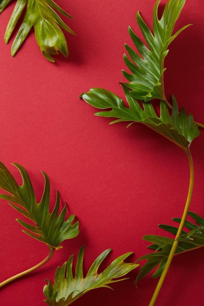 πάνω όψη των τροπικών πράσινων φύλλων σε κόκκινο φόντο - Φωτογραφία, εικόνα