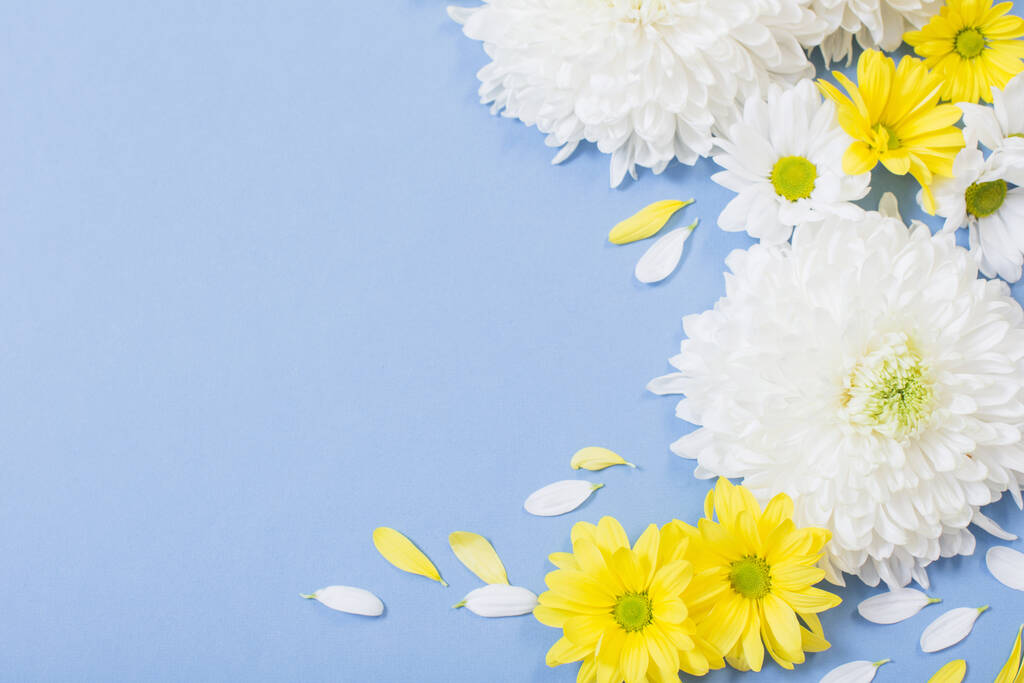 Crisantemo blanco y amarillo sobre fondo de papel azul - Foto, imagen