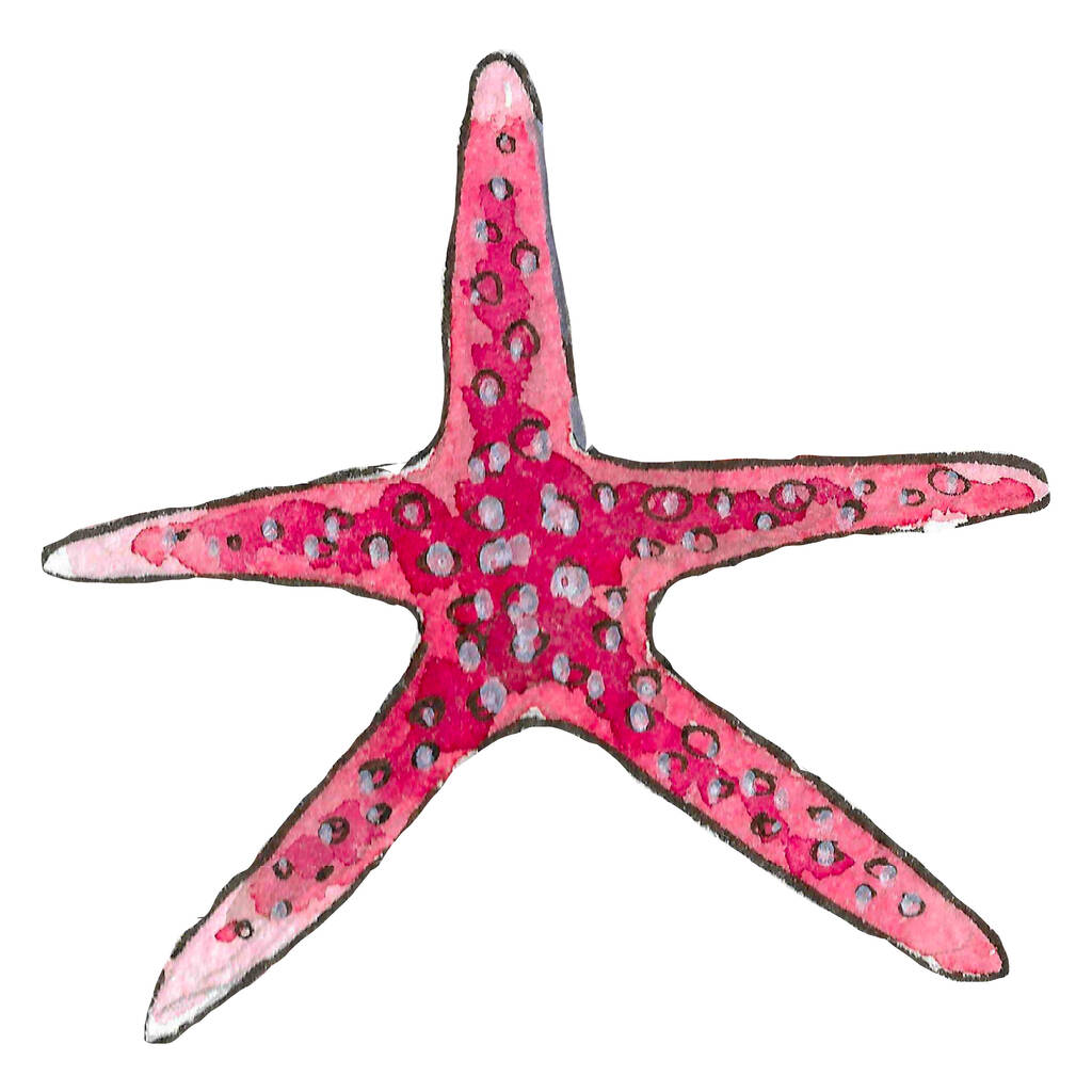 Акварельная иллюстрация розовой морской звезды на белом фоне
 - Фото, изображение
