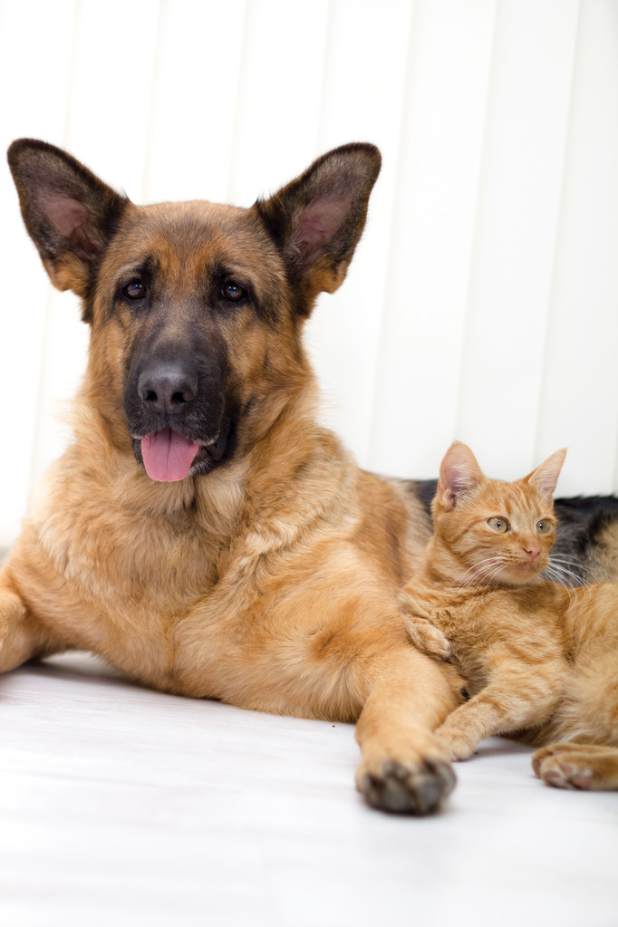 Kat en hond samen - Foto, afbeelding