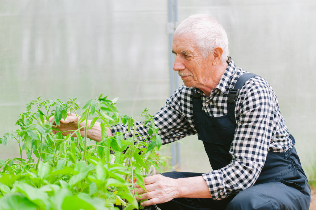 Lächelnd fröhlicher Senior-Gärtner, der im Gewächshaus arbeitet. Alter Mann in Uniform kümmert sich um Setzlinge - Foto, Bild