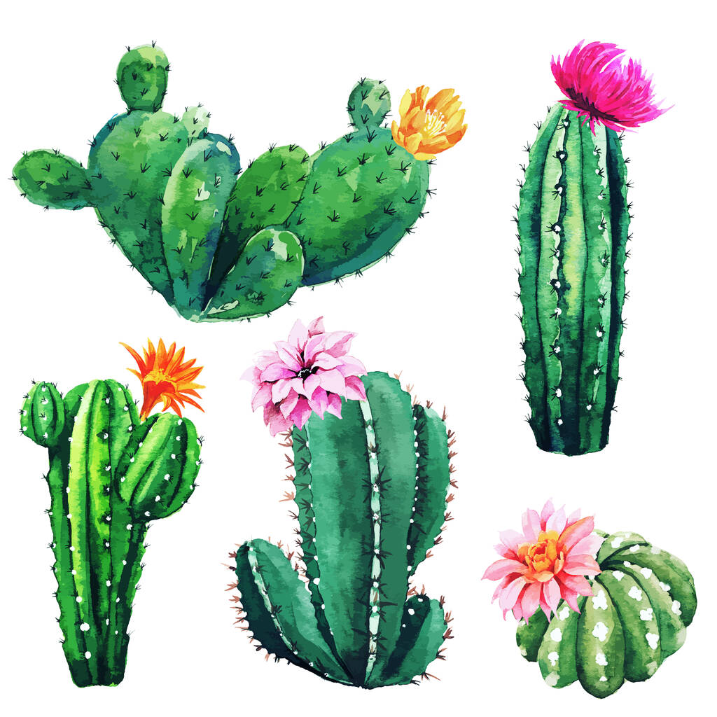 Акварельный набор кактусовых растений и соков
 - Вектор,изображение