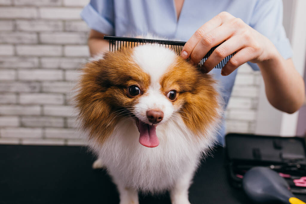Uwodzenie psa. pet groomer tnie spitz włosy nożyczkami w salonie fryzjerskim - Zdjęcie, obraz