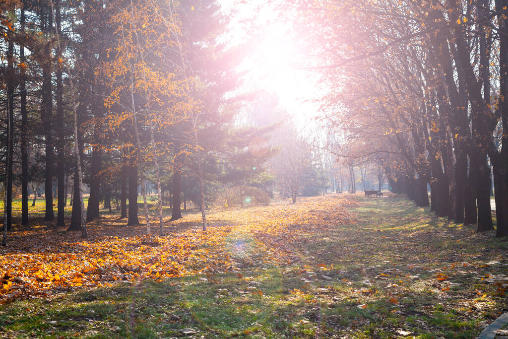 美しい秋の公園。美しい秋の風景。ベンチと落ち葉. - 写真・画像
