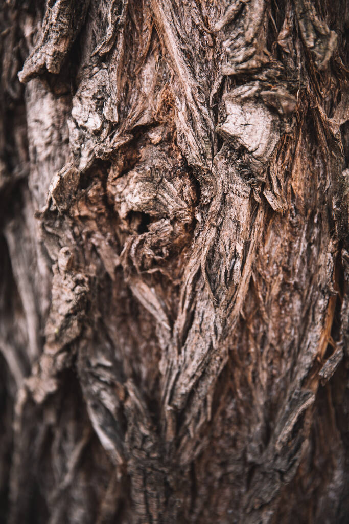 bosque mágico, raíces y ramas
 - Foto, imagen