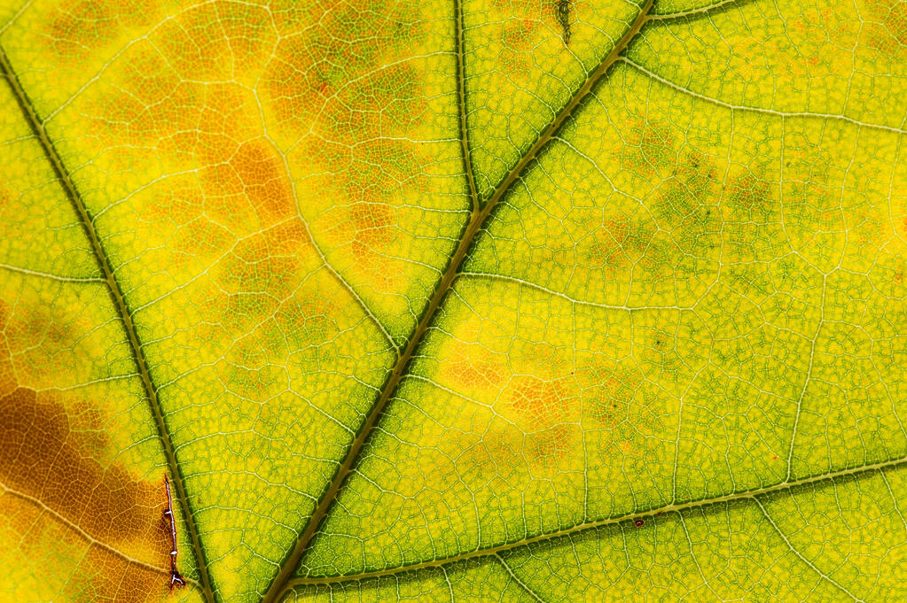 close-up foto van herfstbladeren. Bladtextuur. Macro foto - Foto, afbeelding