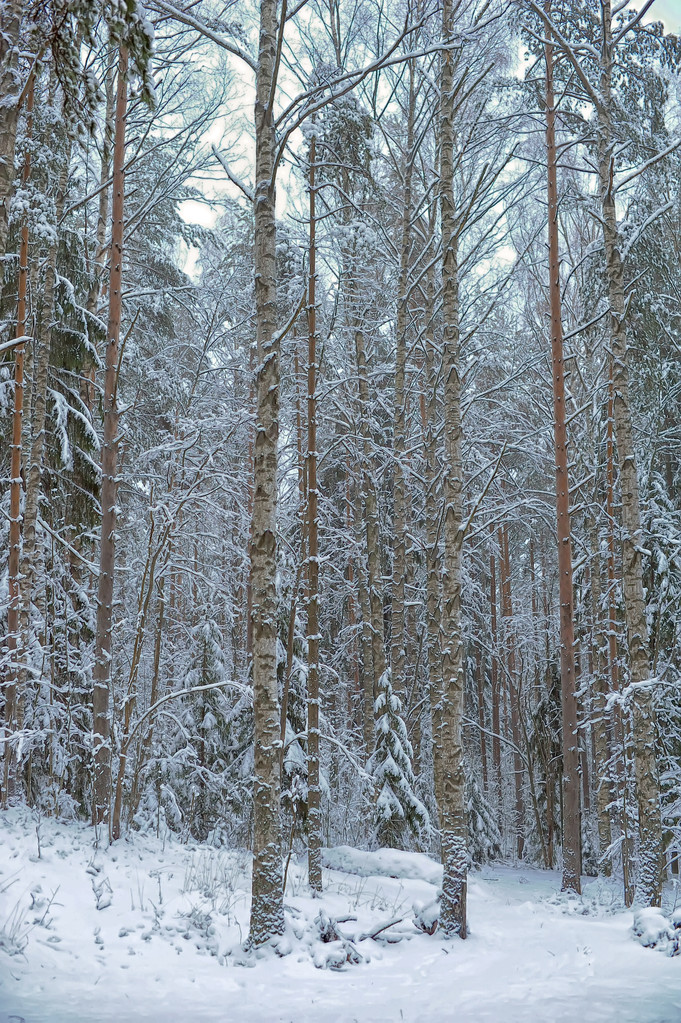 Winterwald - Foto, Bild