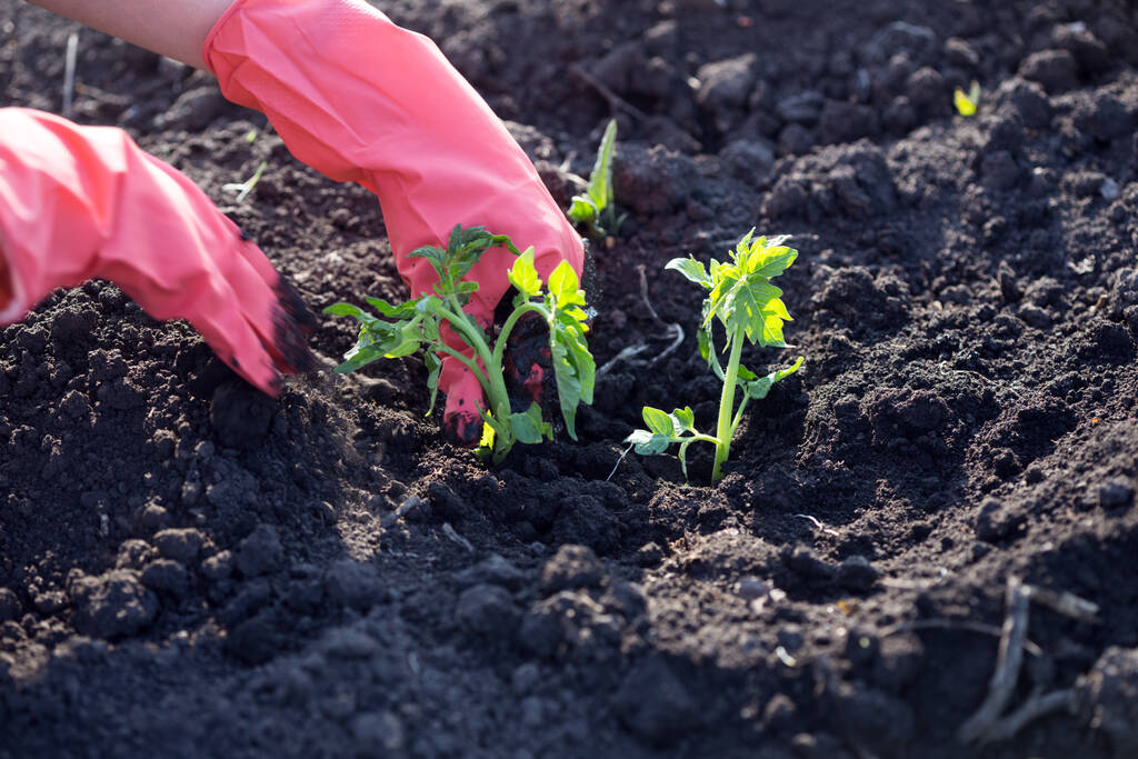 Sadzenie sadzonek pomidorów w ogrodzie - ręce trzymające sadzonkę, konewkę i łopatę w tle - Zdjęcie, obraz