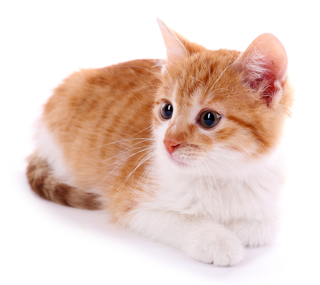 Pequeno gatinho isolado em branco
 - Foto, Imagem