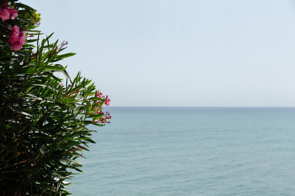 Focus selettivo della pianta in fiore con paesaggio marino e cielo sullo sfondo in Catalogna, Spagna
  - Foto, immagini