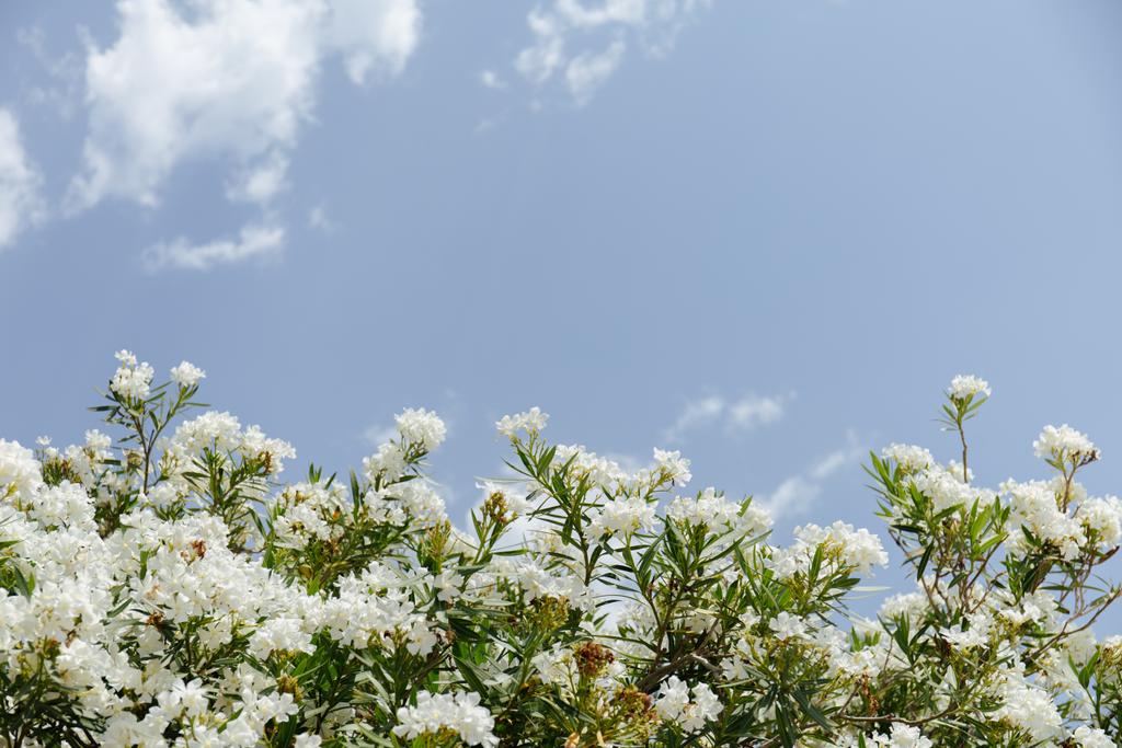 Niedrige Winkelaufnahme der Pflanze mit weißen Blüten und blauem Himmel mit Wolken im Hintergrund  - Foto, Bild