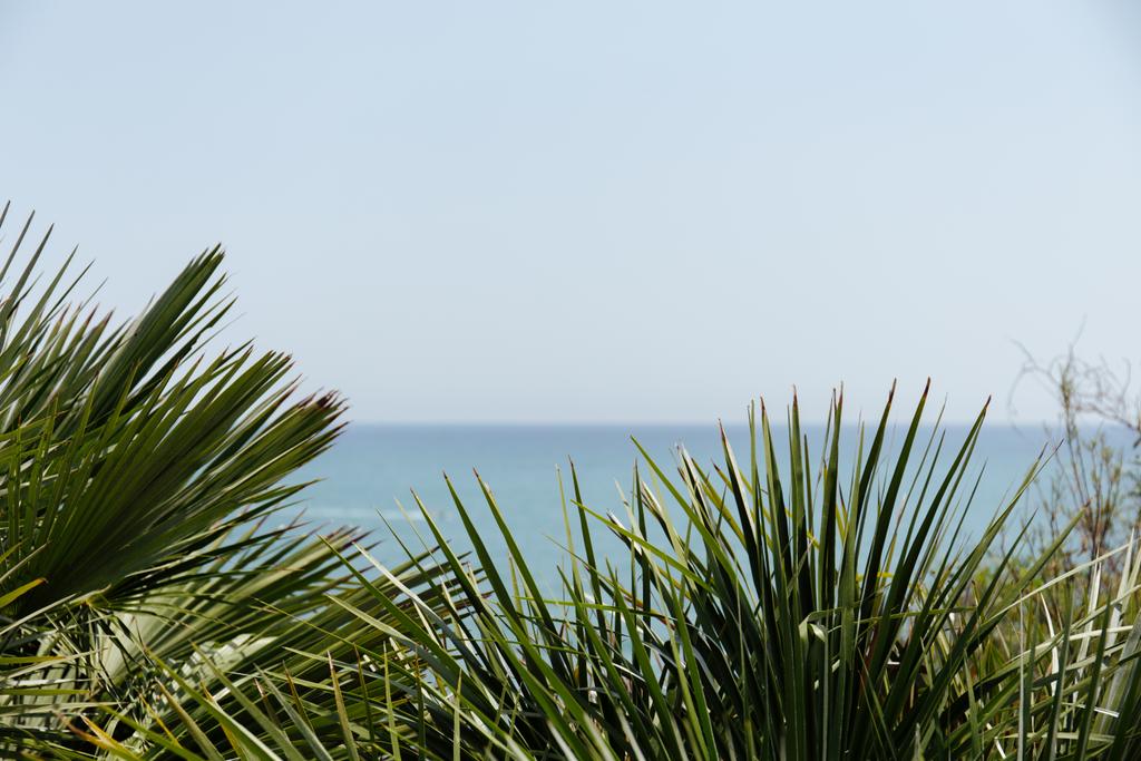 Katalonya, İspanya 'da arka planda deniz manzaralı palmiye dallarının seçici odak noktası  - Fotoğraf, Görsel