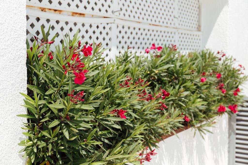 Concentration sélective des plantes en fleurs avec des fleurs rouges dans le lit de fleurs près du bâtiment
  - Photo, image