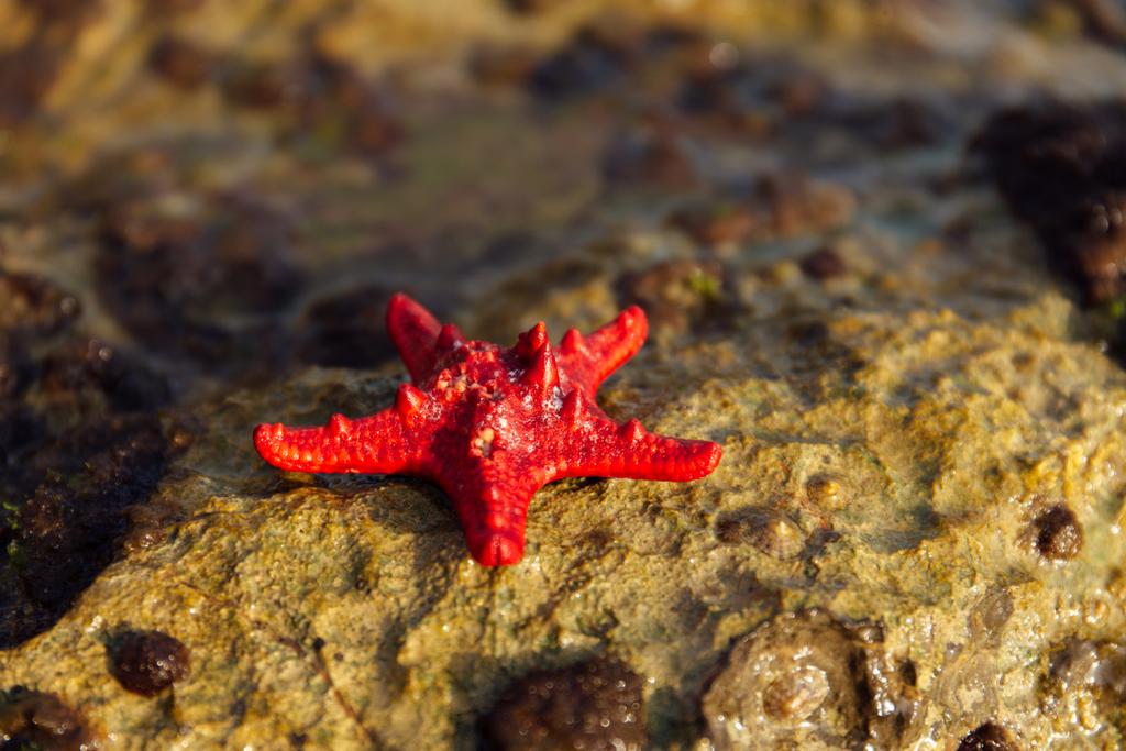 Nahaufnahme von roten Seesternen auf feuchtem Stein mit Sonnenlicht  - Foto, Bild