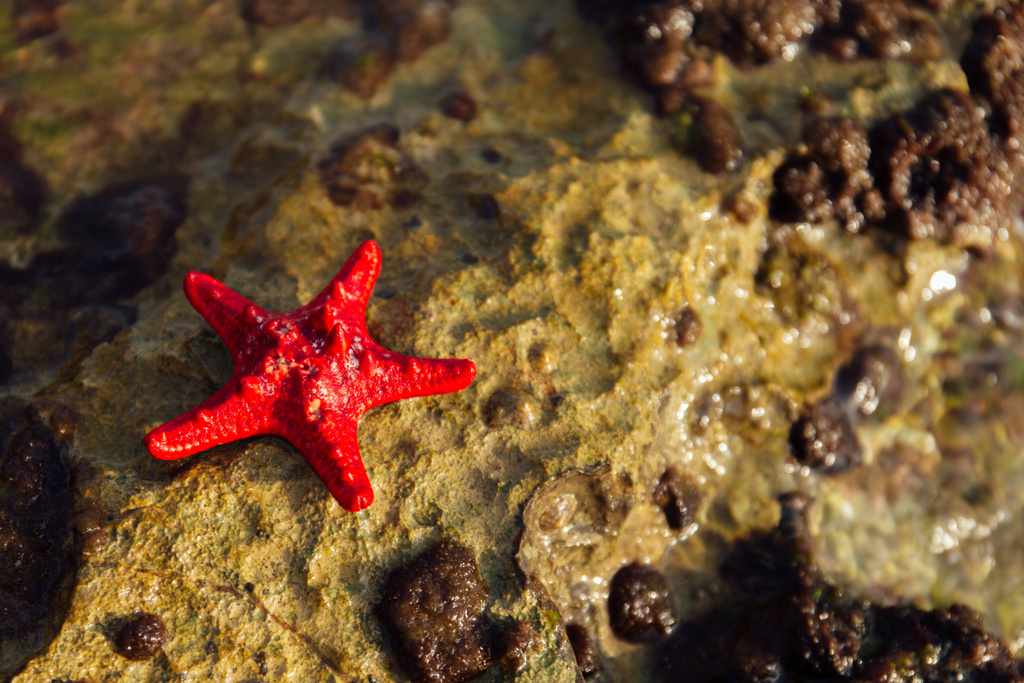Vue rapprochée de l'étoile de mer rouge sur pierre texturée humide
  - Photo, image
