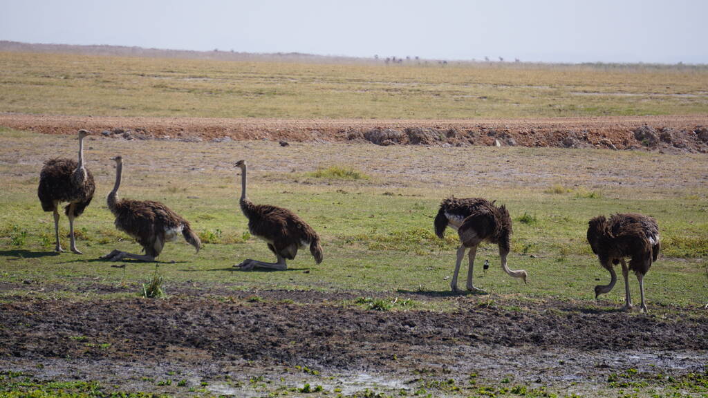 Strauße im Amboseli Nationalpark in Kenia, Afrika - Foto, Bild