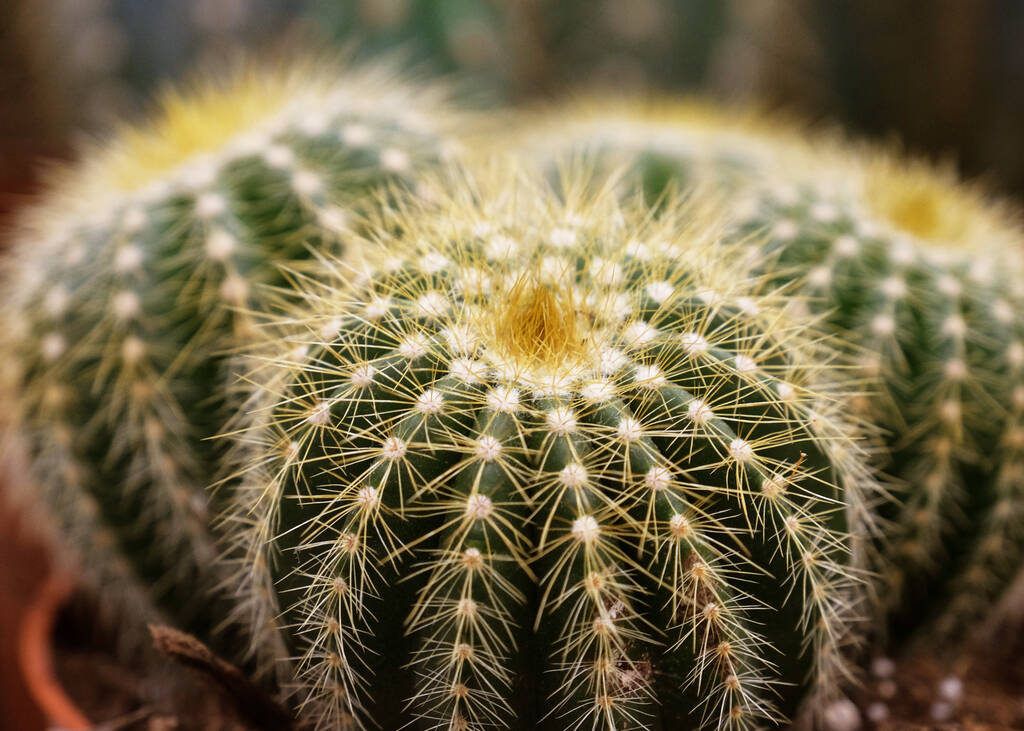 Erilaisia vihreä kaktus ruukut kaupassa - Valokuva, kuva