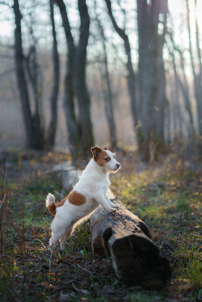perro en el bosque. Jack Russell Terrier en madera. Seguimiento en la naturaleza. Descanso de mascotas
 - Foto, imagen