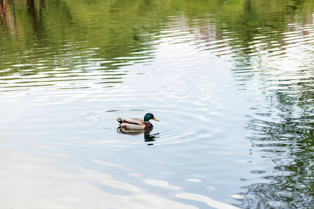 Um pato macho nada em uma lagoa no Parque. Pato no lago. A superfície da água. Água calma do lago
. - Foto, Imagem