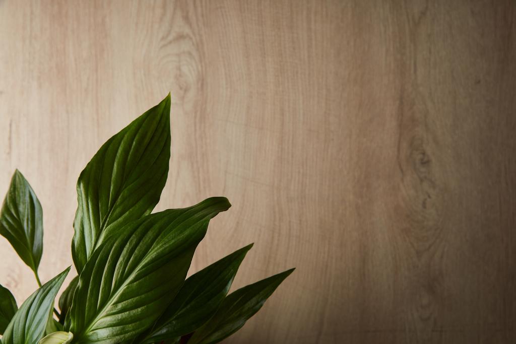 vista superior de hojas verdes sobre fondo beige de madera
 - Foto, Imagen