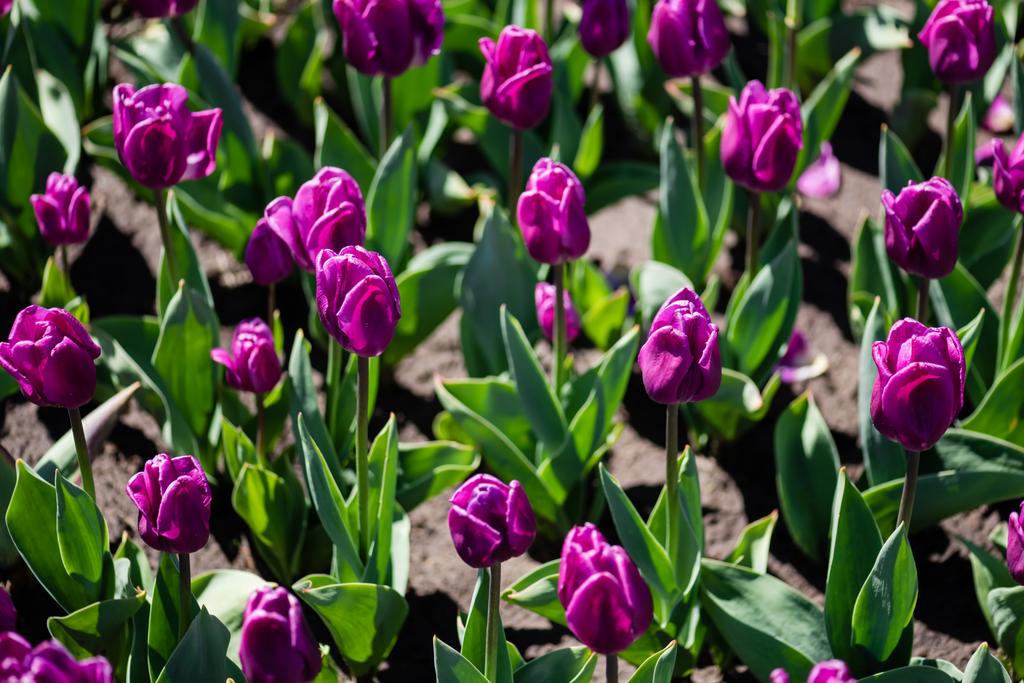 beautiful purple colorful tulips with green leaves - Photo, Image