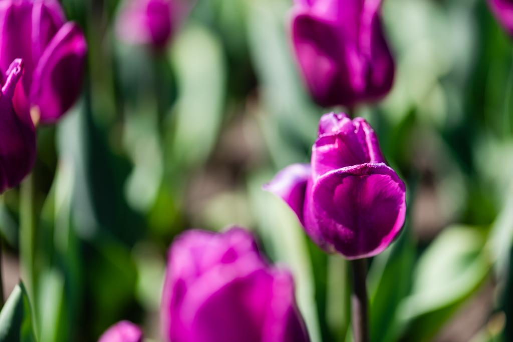 close up view of beautiful purple colorful tulips with green leaves - Photo, Image