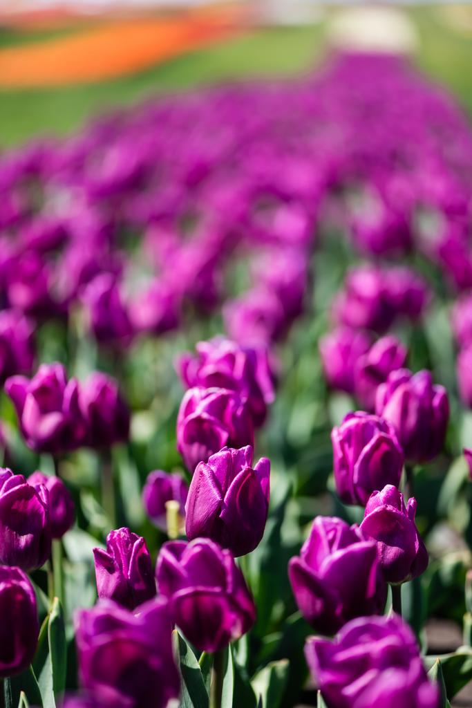selektywny ostrość piękne fioletowe kolorowe tulipany z zielonymi liśćmi - Zdjęcie, obraz