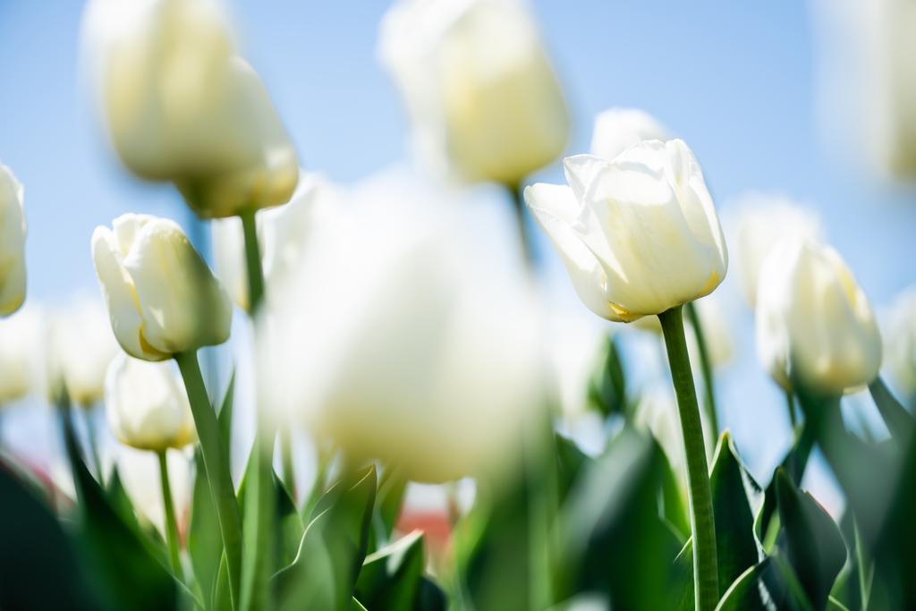 zbliżenie widok piękne białe tulipany z zielonymi liśćmi przed błękitnym niebem - Zdjęcie, obraz