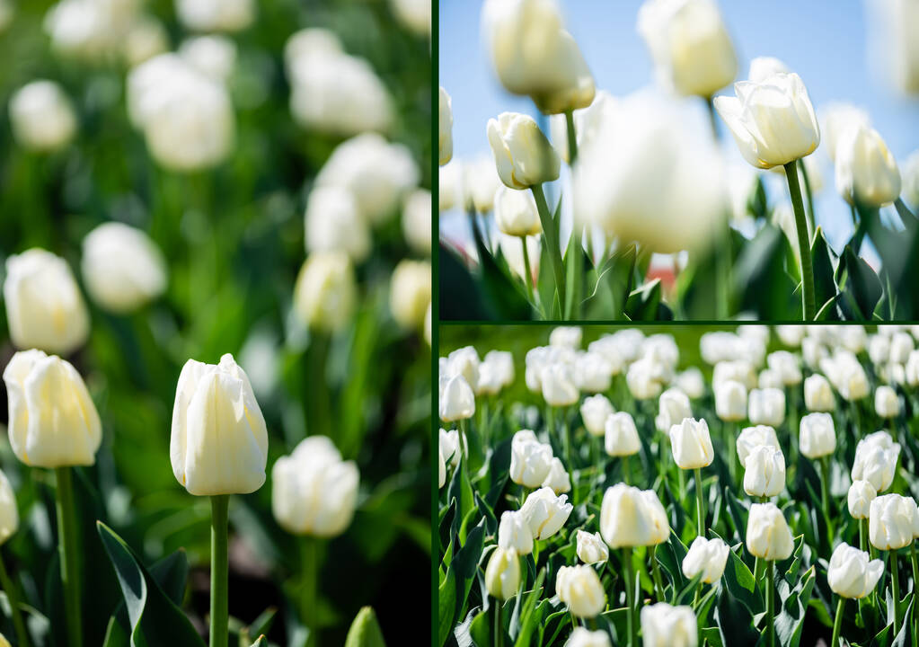 колаж красивих білих тюльпанів з зеленим листям
 - Фото, зображення