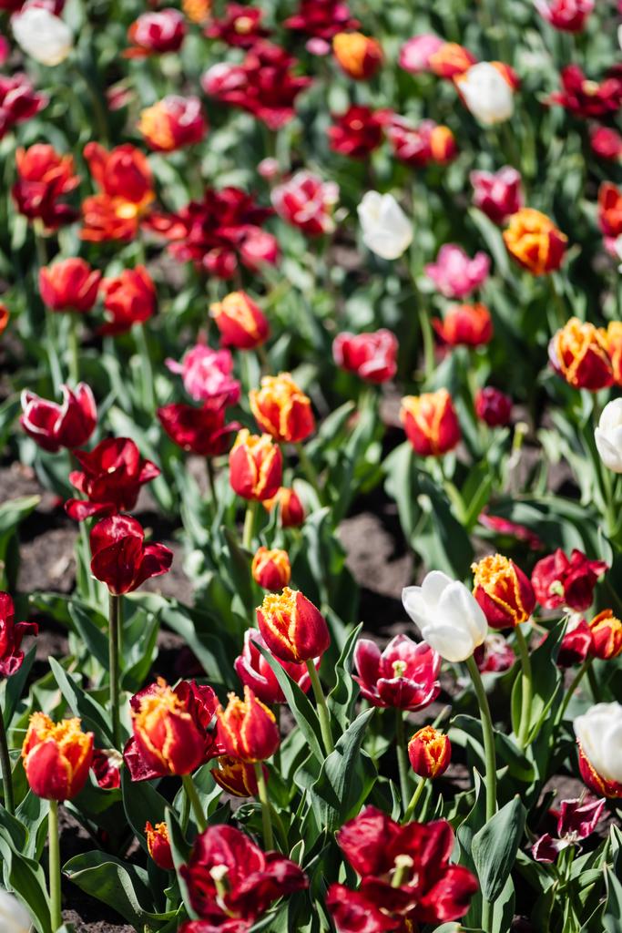 enfoque selectivo de hermosos tulipanes coloridos con hojas verdes a la luz del sol
 - Foto, Imagen