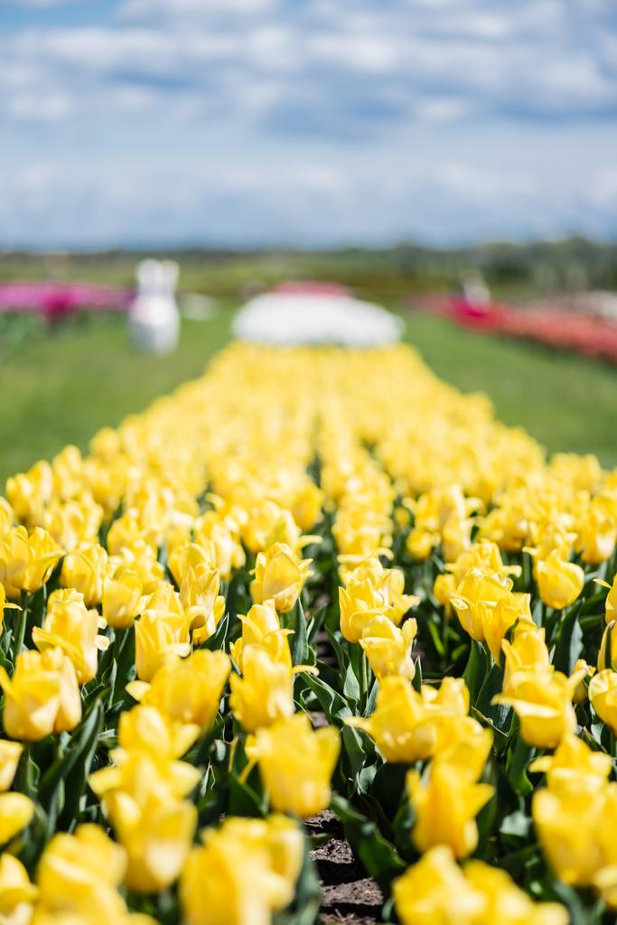 selectieve focus van geel kleurrijk tulpenveld - Foto, afbeelding