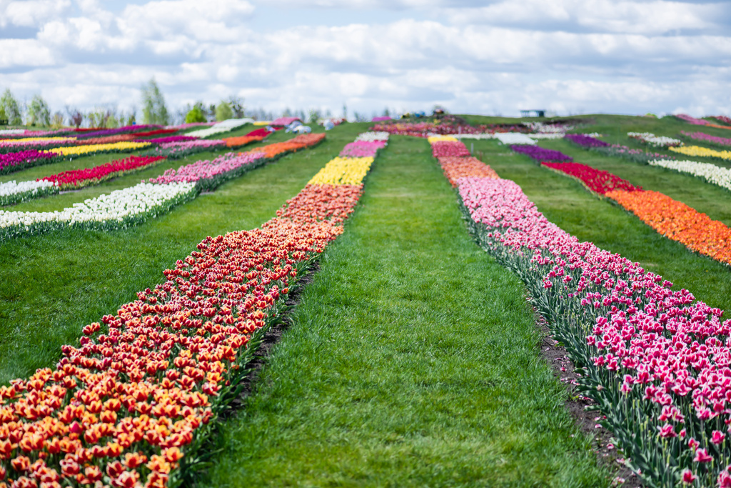 campo de tulipanes coloridos con cielo azul y nubes
 - Foto, Imagen