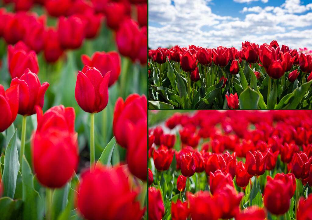kolaż kolorowego czerwonego pola tulipanów z niebieskim niebem i chmurami - Zdjęcie, obraz