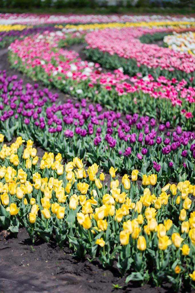 valikoiva painopiste kukkivat värikäs tulppaanit kenttä
 - Valokuva, kuva