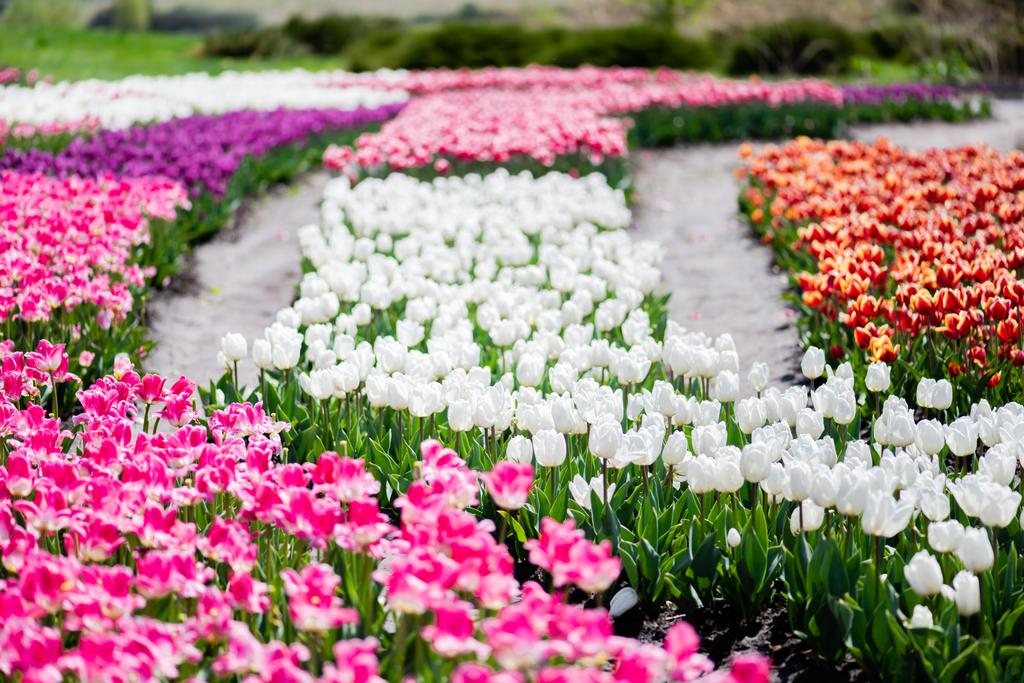 selective focus of blooming colorful tulips field - Photo, Image